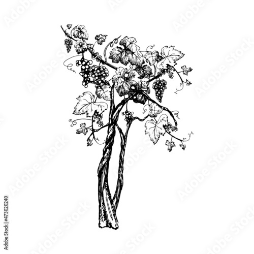 Vine grapes with berry and leaves. Vintage hatching black monochrome