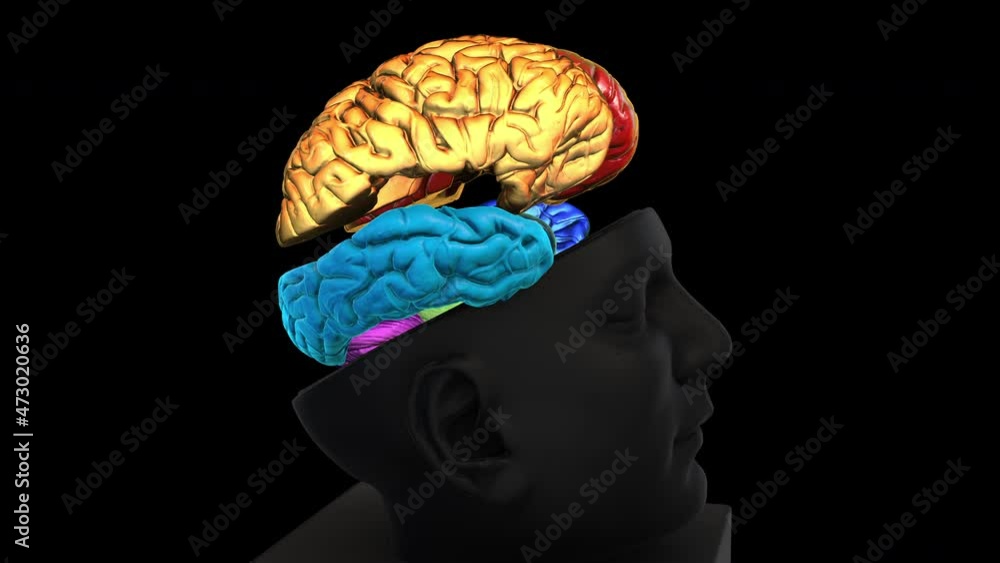 Brain Rotation Diagram Size Intracranial Brain Structure - rotation zoom out - Details back ...