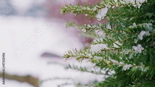 Winter in the mountains, close up tree