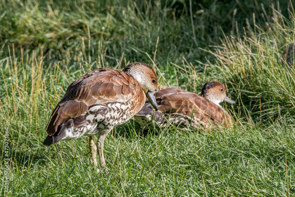 West Indian Whistling Ducks (Dendrocygna arborea) in park West Indian Whistling Ducks (Dendrocygna arborea) in park