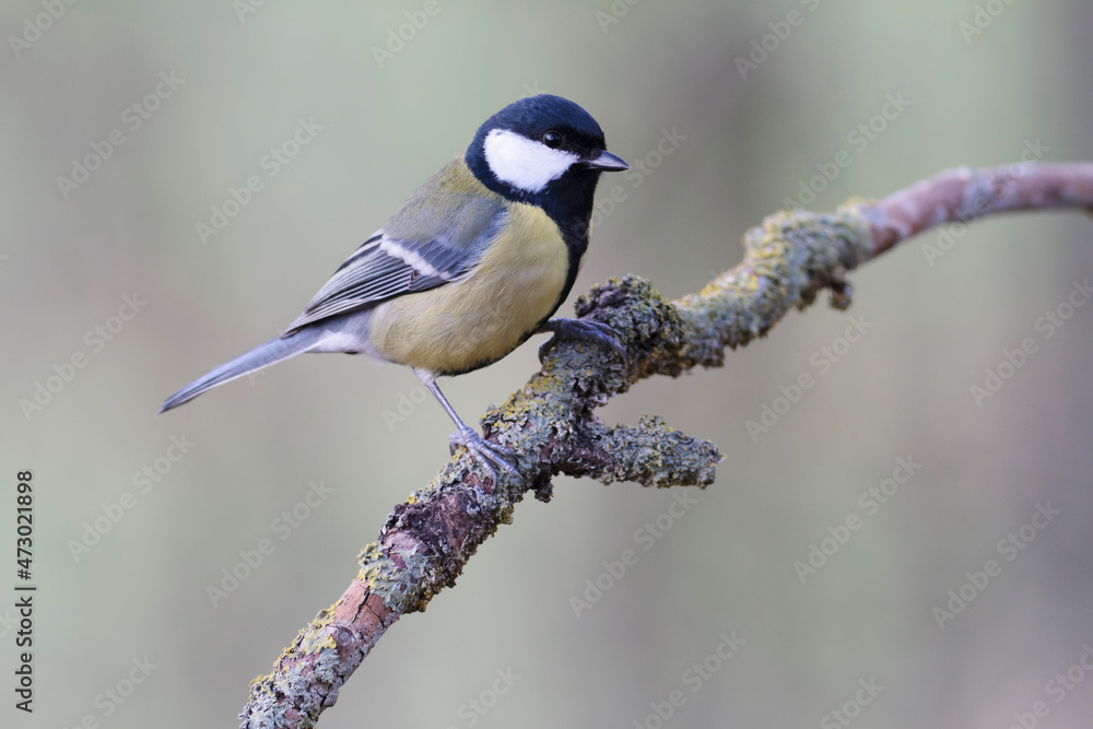 Great Tit Parus major, a passerine bird, perched Great Tit Parus major, a passerine bird, perched