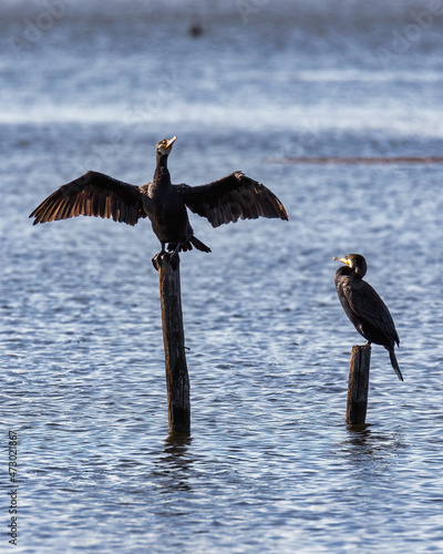 Fantastici cormorani.