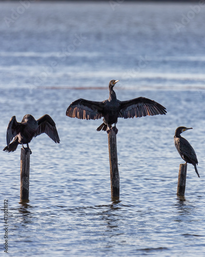 Fantastici cormorani.