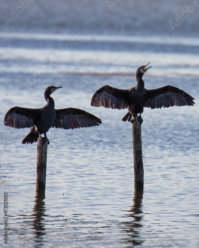 Fantastici cormorani.