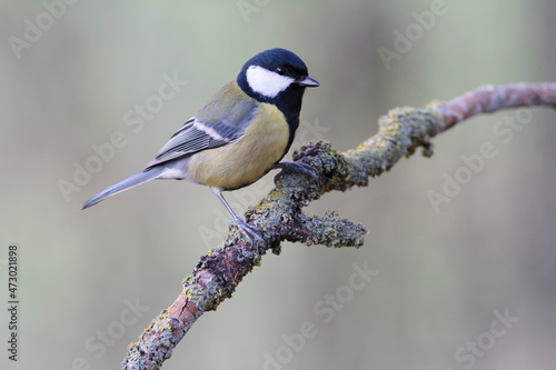 Great Tit Parus major, a passerine bird, perched