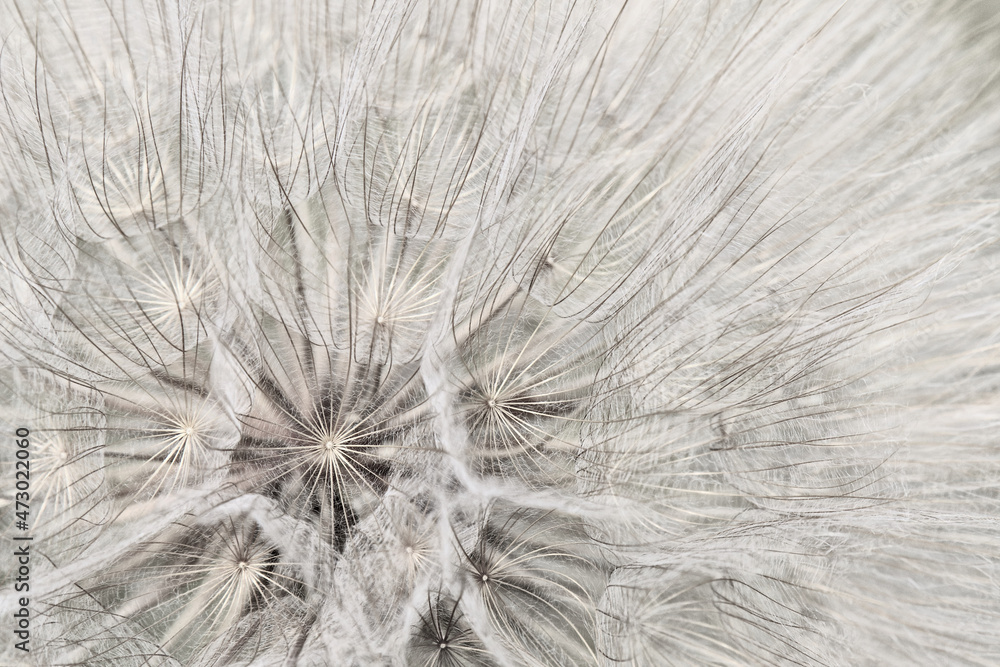Fototapeta premium Taraxacum Fruchtstand Detail