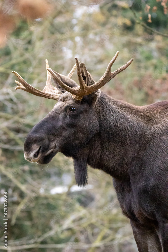 moose in the forest moose in the forest