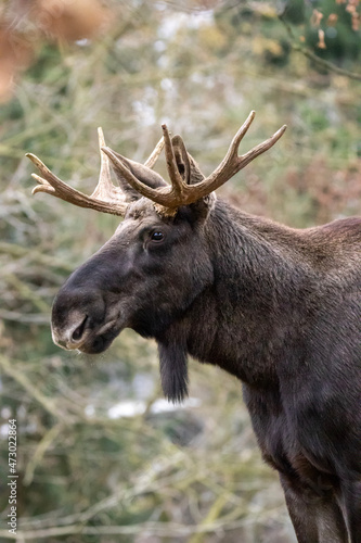 moose in the forest © Marco