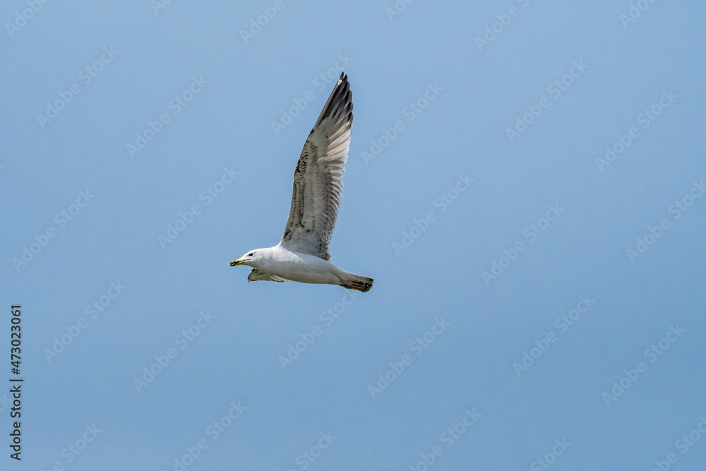 Obraz premium Immature Herring Gull (Larus argentatus) in park, Russia