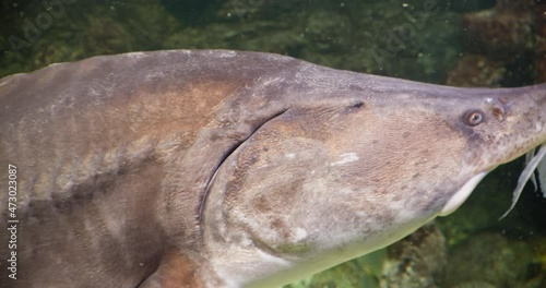 Huso dauricus, kaluga, of the order acipenseridae, dive underwater in an aquarium with decorations. photo