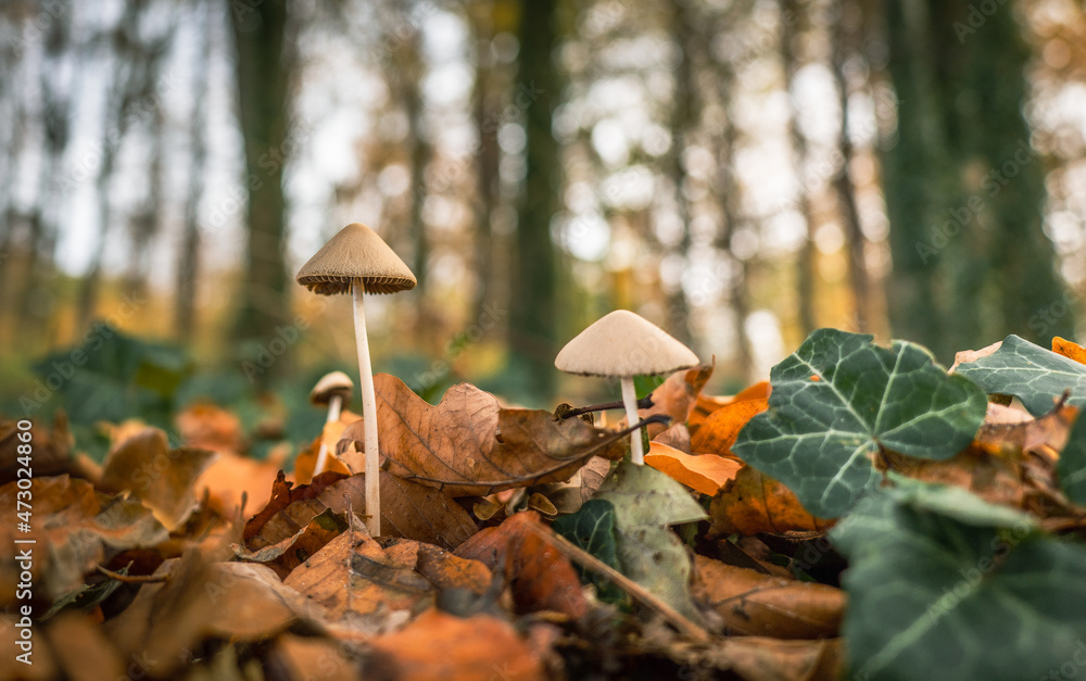 wunderschöne kleine Schirm Pilze im Herbst im Buchenwald wunderschöne kleine Schirm Pilze im Herbst im Buchenwald