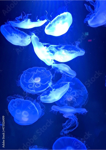 jellyfish in blue water