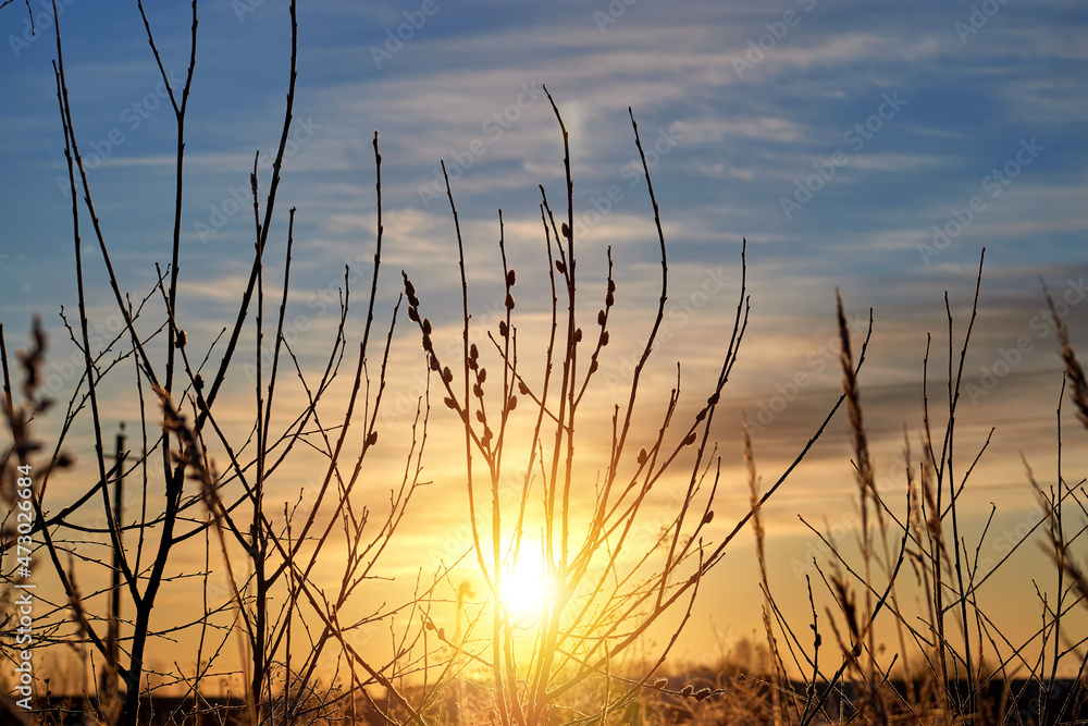 Willow branches at spring sunset. Easter concept.