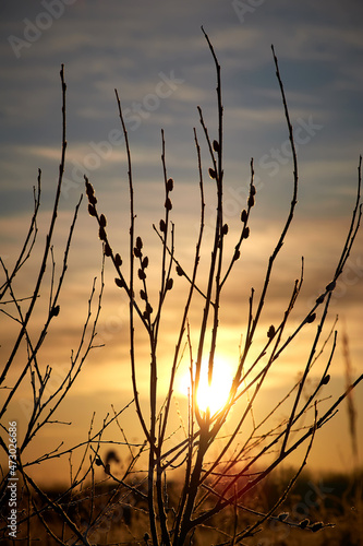 Willow branches at spring sunset. Easter concept.