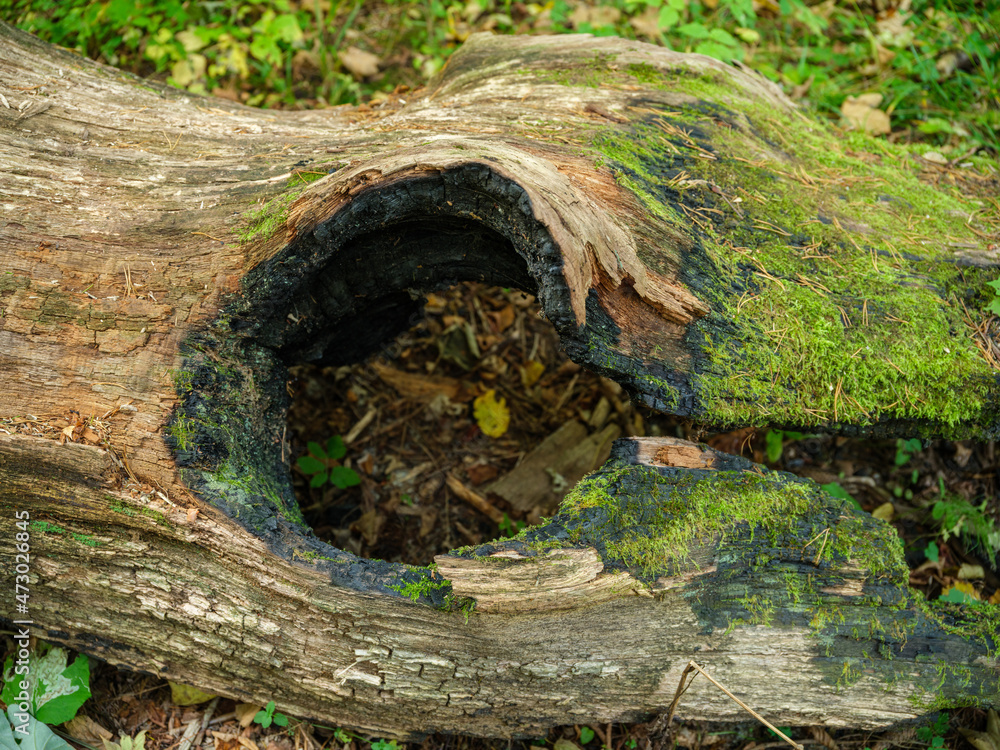 Obraz premium dry fallen tree trunks in old forest