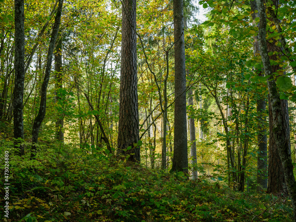 Naklejka premium dark and moody spruce tree forest in autumn