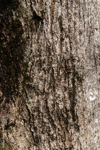 Kora, ciemne drewniane tło, tekstura drzewa.