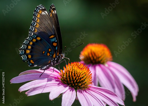 Red Spotted Purple Butterfly