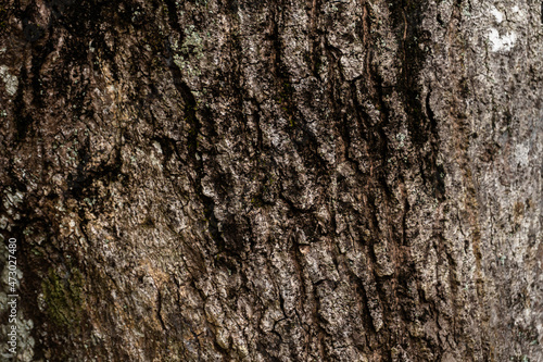 Kora, ciemne drewniane tło, tekstura drzewa.