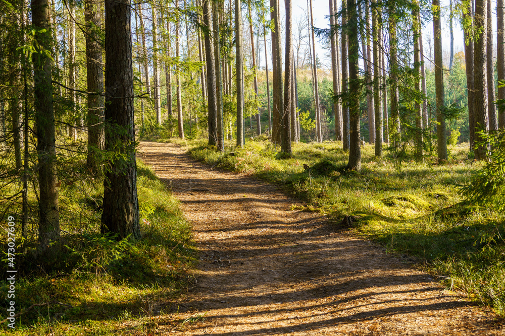 Fototapeta premium dark and moody spruce tree forest in autumn