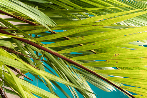 Tropikalne roślinne tło, zielona piękna tekstura.