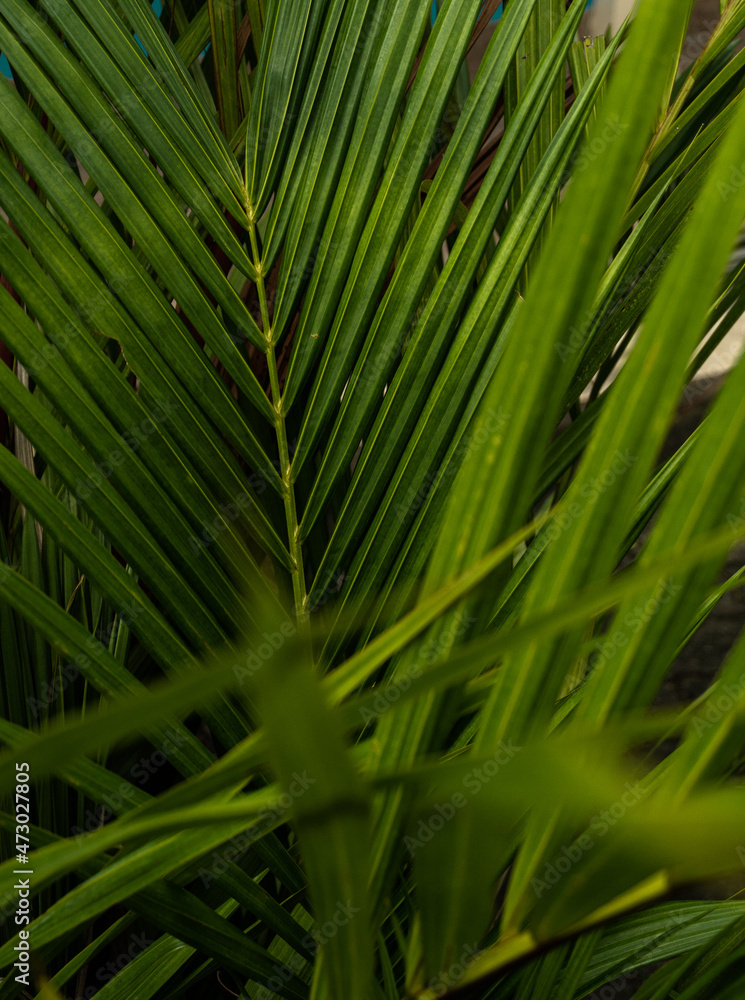 Tropikalne roślinne tło, zielona piękna tekstura. - obrazy, fototapety, plakaty 