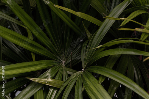 Tropikalne roślinne tło, zielona piękna tekstura.