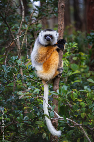 The diadem sifaka sits on a tree in Andasibe  National Park. Madagascar. photo
