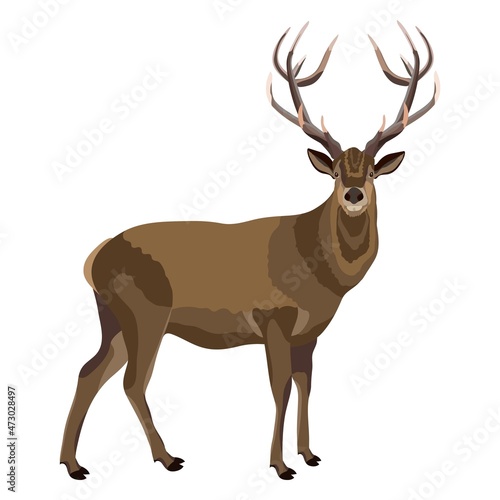 Deer with brown fur for banners, flyers, posters, cards. Wild animal. Vector illustration isolated on white background © Valentina