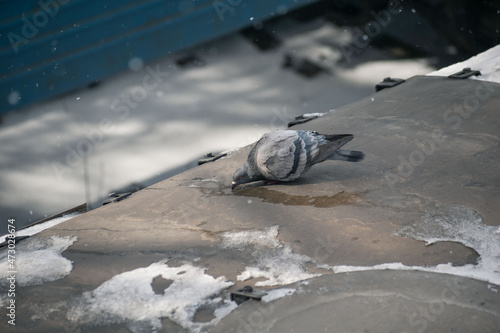 pigeon drinks water formed from melted snow