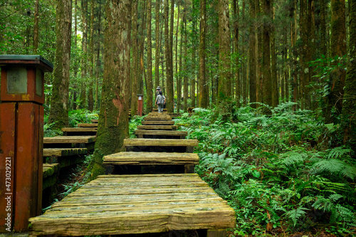 Forest  climber  safety  walking  boardwalk