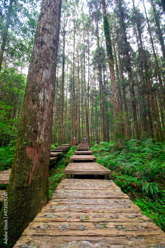 Forest  climber  safety  walking  boardwalk