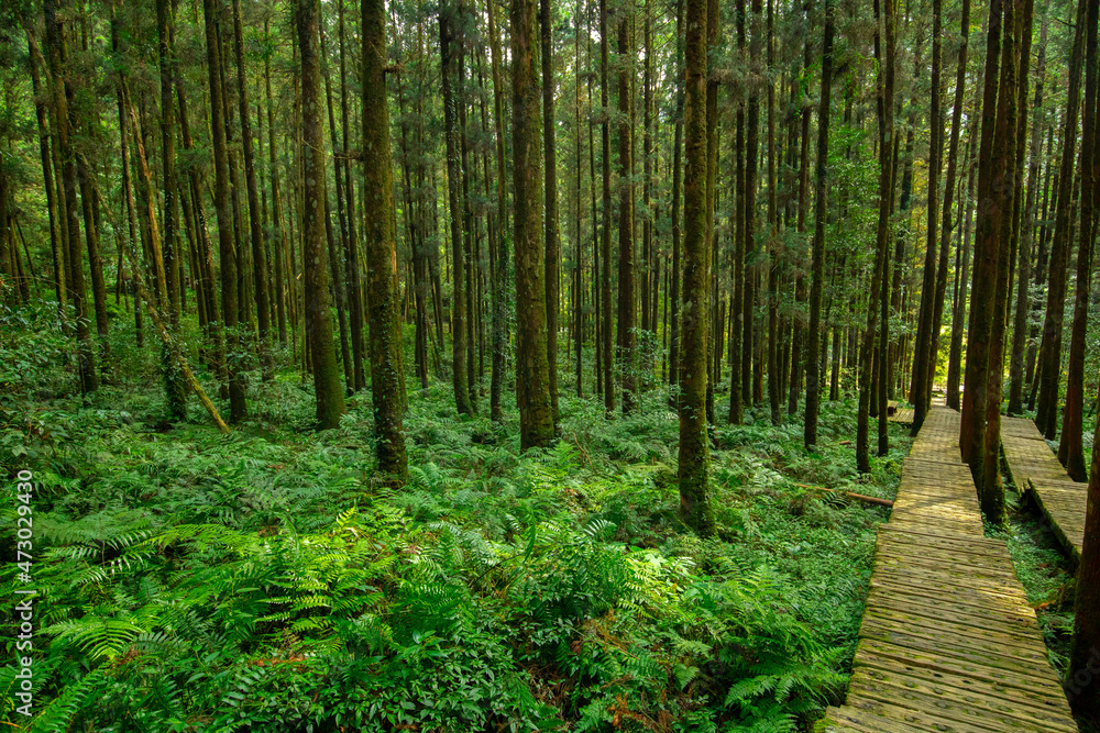 Forest, climber, safety, walking, boardwalk Forest, climber, safety, walking, boardwalk