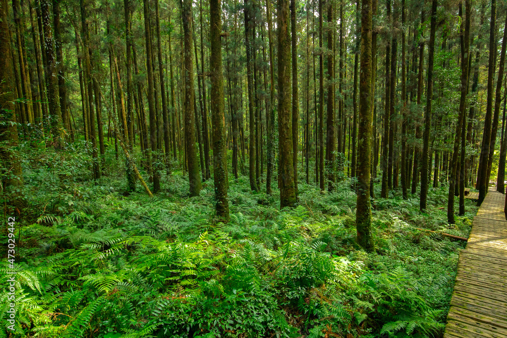 Fototapeta premium Forest, climber, safety, walking, boardwalk