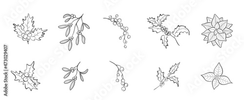 hand drawn christmas plants. holly branch, mistletoe, winter berries and poinsettia. elements for christmas design