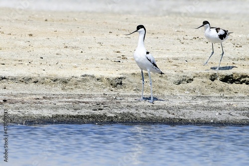 Recurvirostra avosetta - The common avocet is a species of caradriform bird in the Recurvirostridae family. photo