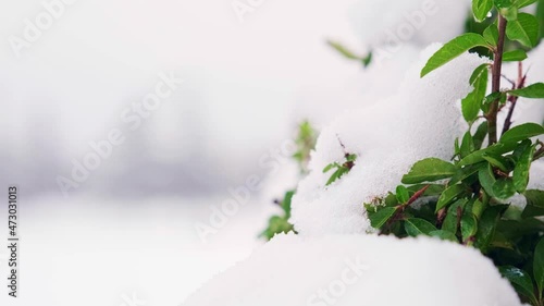 Melting snow on a spruce branch. Spring drops, green branch, winter landscape