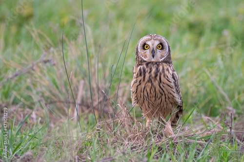Short-eared owl Asio flammeus sitting in a field photo