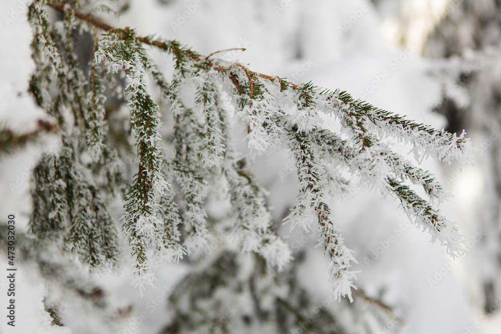 Winter forest full in snow and frosting Winter forest full in snow and frosting
