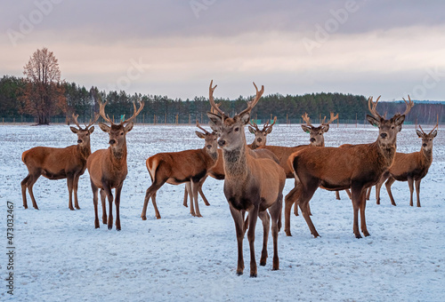 A group of red deer in winter. Young deer with beautiful antlers. Cervus elaphus. 