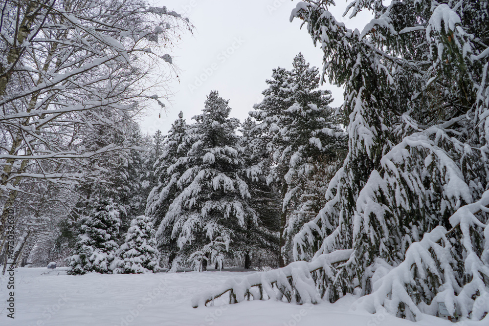 Fototapeta premium Snow-covered tree crowns in the Winter Botanical Garden, Minsk