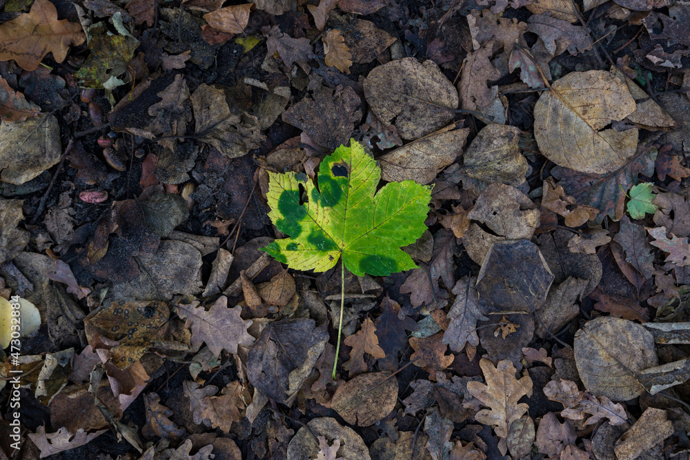 Grünes Blatt Grünes Blatt