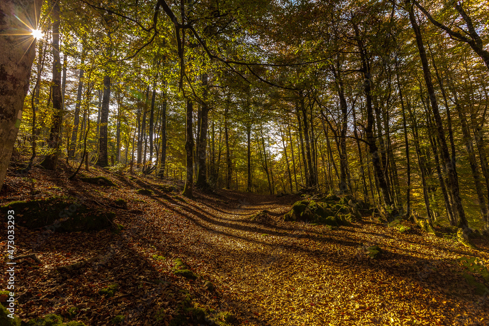 Naklejka premium Sun rays entering the forest trees in autumn