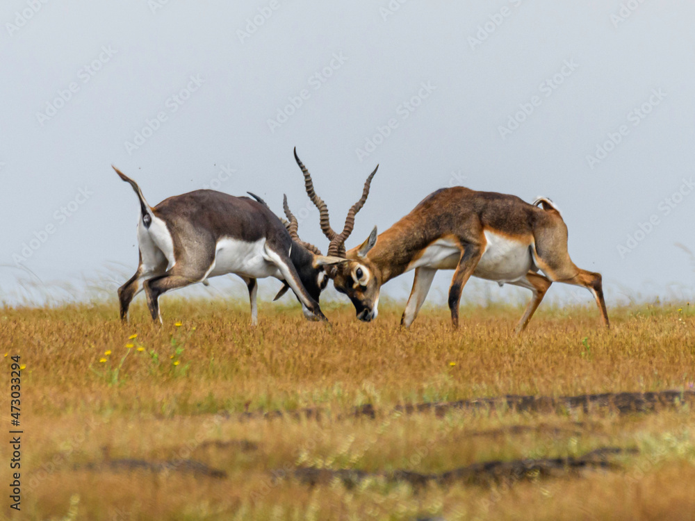 Blackbuck Head to head fight aggressively to establish and defend there territories from other males. and showing dominance. Blackbuck Head to head fight aggressively to establish and defend there territories from other males. and showing dominance.