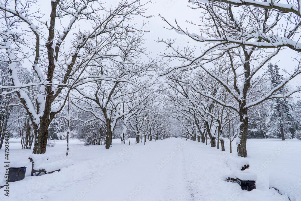 Snow-covered tree crowns in the Winter Botanical Garden, Minsk Snow-covered tree crowns in the Winter Botanical Garden, Minsk