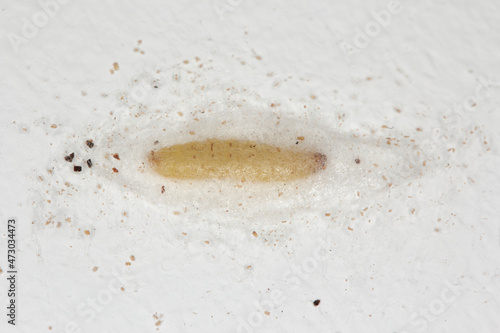 Caterpillar of Indian mealmoth Plodia interpunctella in a cocoon on the wall of the room in the house. photo