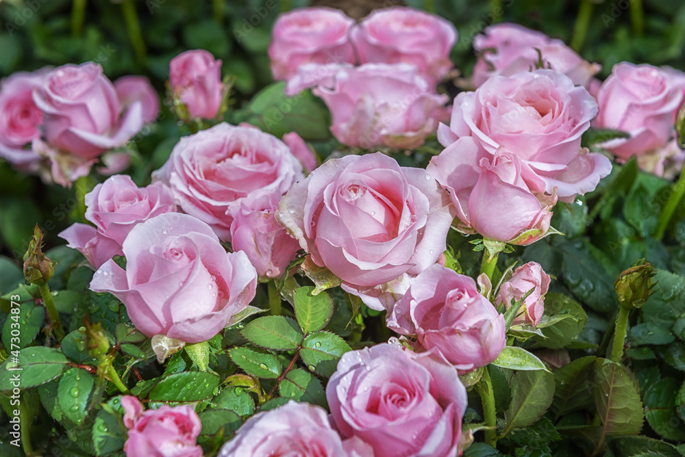 Rose Infinity Pink, is a popular ornamental plant. Flowering flowers for the garden, park, balcony, terrasse