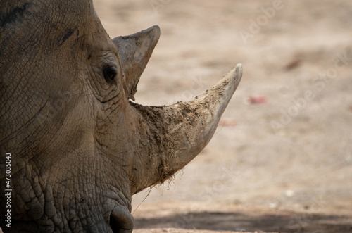 close up of a rhinoceros © Khanh