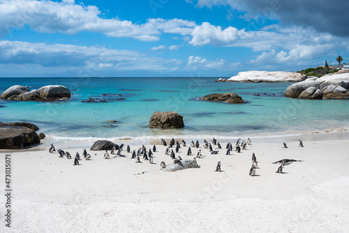 Famous Boulders beach with african penguin colony, Cape Town