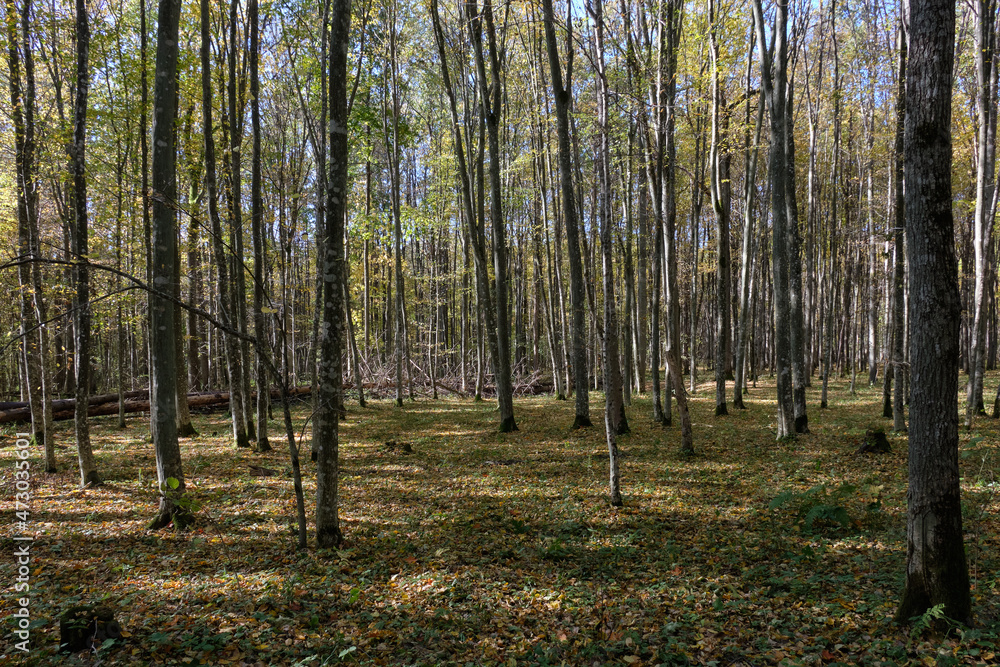 Fototapeta premium Deciduous hornbeam stand at summer sunset
